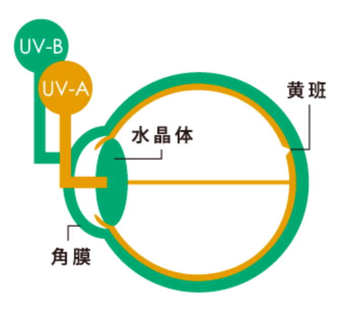 健康な目を保つために